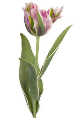 Pembe Lale Çiçeğinin Stüdyo Çekimi Beyaz Arkaplanda İzole Edildi. Geniş Alan Derinliği (DOF). Makro. Yakın plan..