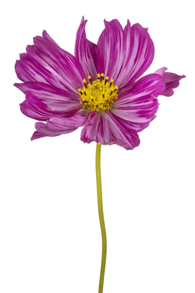 Studio Skott Magenta Färgade Cosmos Blomma Isolerad Vit Bakgrund Stort — Stockfoto