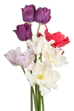 Çok Renkli Lale Çiçeklerinin Stüdyo Çekimi Beyaz Arkaplanda İzole Edildi. Geniş Alan Derinliği (DOF). Makro. Yakın plan..