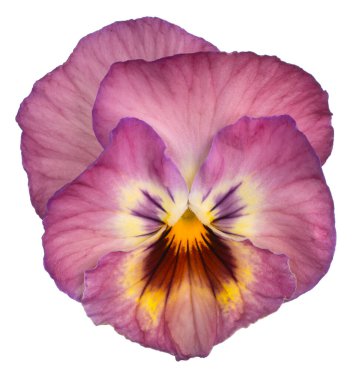 Pembe Renkli İbne Çiçeği 'nin Stüdyo Çekimi Beyaz Arkaplanda İzole Edildi. Geniş Alan Derinliği (DOF). Makro. Yakın plan..