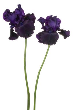 Indigo Renkli Iris Flowers 'ın Stüdyo Çekimi Beyaz Arka plan' da izole edildi. Geniş Alan Derinliği (DOF). Makro. Yakın plan..