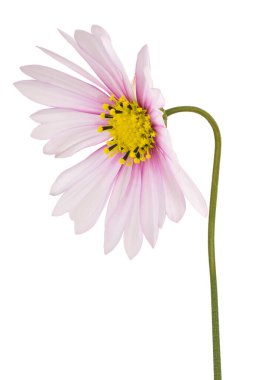 Beyaz ve Magenta Renkli Kozmos Çiçeği 'nin Stüdyo Çekimi Beyaz Arkaplanda İzole Edildi. Geniş Alan Derinliği (DOF). Makro. Yakın plan..