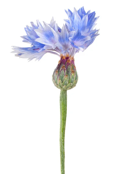 Studio Shot Blue Colored Cornflower Isolated White Background Large Depth Stock Photo