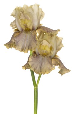 Olive Colored Iris Flower 'ın Stüdyo Çekimi Beyaz Arkaplanda İzole Edildi. Geniş Alan Derinliği (DOF). Makro. Yakın plan..