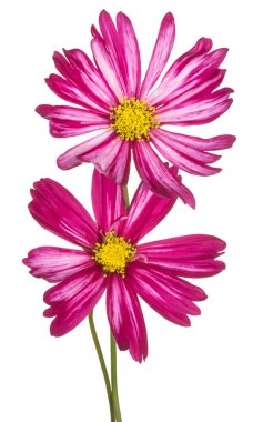 Magenta Renkli Kozmos Çiçekleri 'nin Stüdyo Çekimi Beyaz Arkaplanda İzole Edildi. Geniş Alan Derinliği (DOF). Makro. Yakın plan..