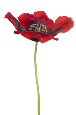 Kırmızı ve mor renkli gelincik çiçeğinin stüdyo çekimi beyaz arka planda izole edildi. Geniş Alan Derinliği (DOF). Makro. Yakın plan..