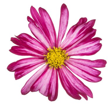 Magenta Renkli Kozmos Çiçeği 'nin Stüdyo Çekimi Beyaz Arkaplanda İzole Edildi. Geniş Alan Derinliği (DOF). Makro. Yakın plan..