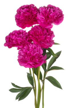 Magenta Renkli Şakayık Çiçekleri 'nin Stüdyo Çekimi Beyaz Arkaplanda İzole Edildi. Geniş Alan Derinliği (DOF). Makro. Yakın plan..