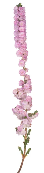 Studio Shot Pink Color Calluna Flowers Aislado Sobre Fondo Blanco — Foto de Stock