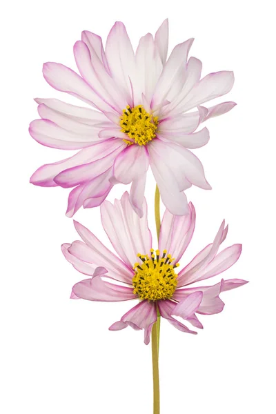 Estúdio Tiro Magenta Colorido Cosmos Flores Isoladas Fundo Branco Grande — Fotografia de Stock