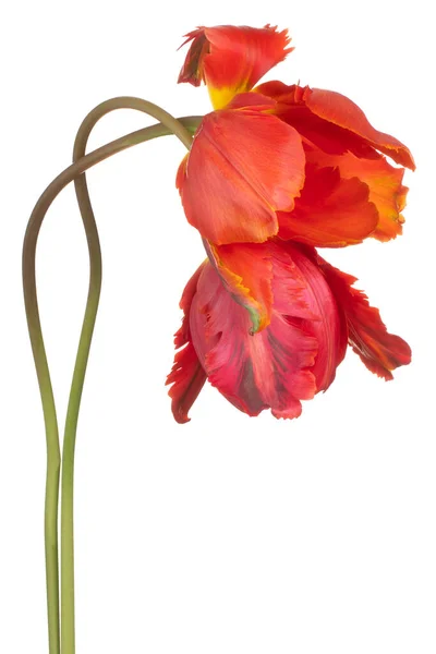 Studio Shot Von Orangefarbenen Tulpenblumen Isoliert Auf Weißem Hintergrund Große — Stockfoto