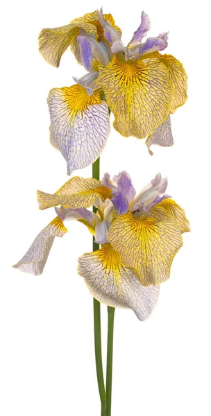 Studio Shot Blue Yellow Colored Iris Flowers Isolated White Background — Stock Photo, Image