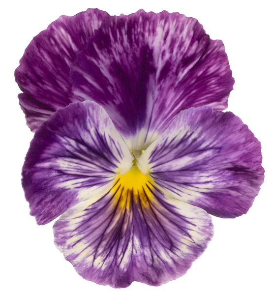 Studio Shot Violet Colored Pansy Flower Isolated White Background Large — Stock Photo, Image