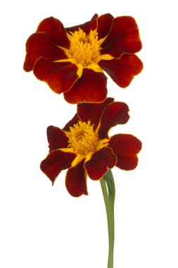 Çok Renkli Marigold Çiçeği 'nin Stüdyo Çekimi Beyaz Arkaplanda İzole Edildi. Geniş Alan Derinliği (DOF). Makro. Yakın plan..