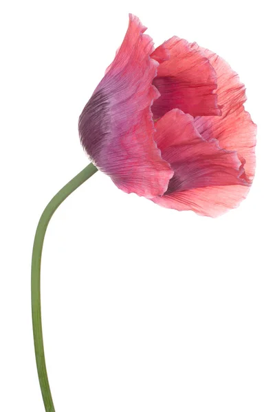 Studio Shot Orange Colored Poppy Flower Isolated White Background Large — Stock Photo, Image