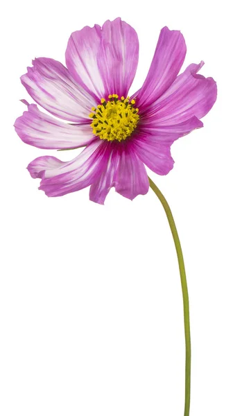 Studio Skott Magenta Färgade Cosmos Blomma Isolerad Vit Bakgrund Stort — Stockfoto