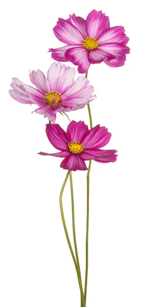 Magenta Renkli Kozmos Çiçekleri Nin Stüdyo Çekimi Beyaz Arkaplanda Zole — Stok fotoğraf