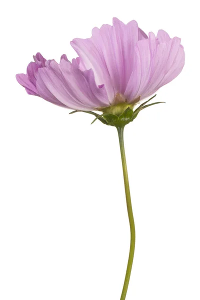 Estúdio Tiro Cor Rosa Cosmos Flor Isolado Fundo Branco Grande — Fotografia de Stock