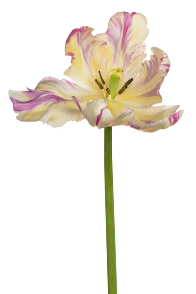 Studio Shot Multicolored Tulip Flower Isolato Sfondo Bianco Ampia Profondità — Foto Stock