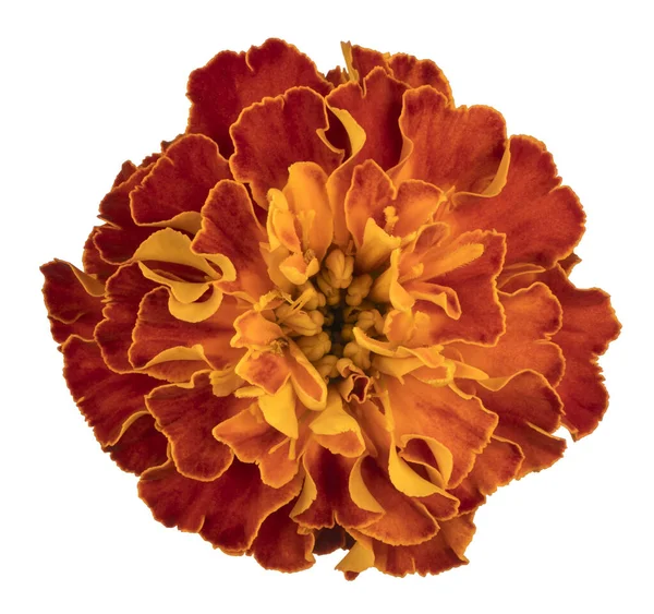 Studio Shot Multicolored French Marigold Flower Aislado Sobre Fondo Blanco —  Fotos de Stock