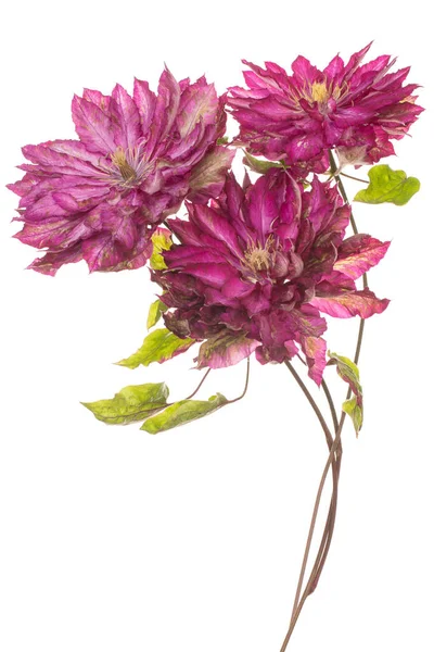 Studio Shot Von Fuchsia Farbigen Clematis Blumen Isoliert Auf Weißem — Stockfoto