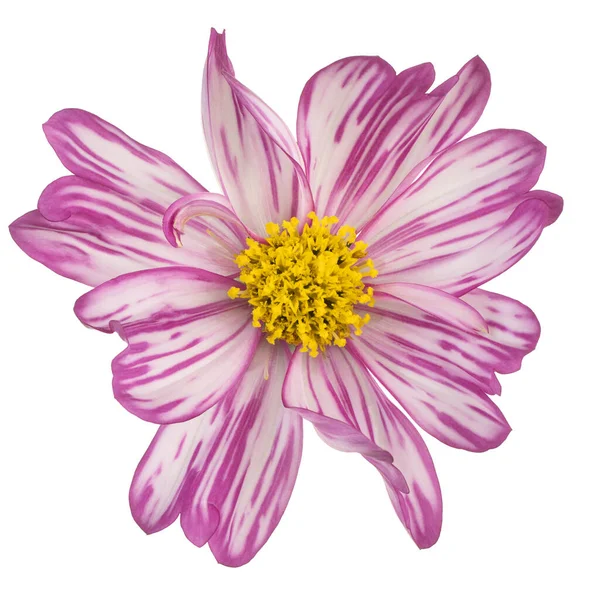 Studio Shot Magenta Colored Cosmos Flower Aislado Sobre Fondo Blanco — Foto de Stock