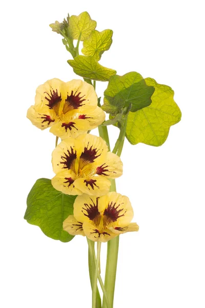 Studio Shot Yellow Colored Nasturtium Flowers Isolated White Background Large — Stock Photo, Image