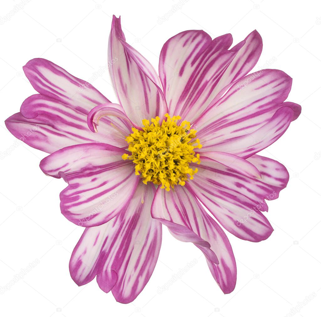 Studio Shot of Magenta Colored Cosmos Flower Isolated on White Background. Large Depth of Field (DOF). Macro. Close-up.
