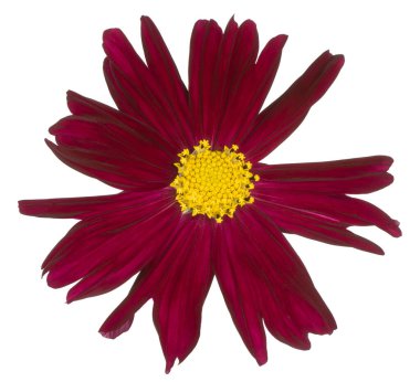 Burgundy kırmızısı renkli kozmos çiçeğinin atölyesi beyaz arka planda izole edildi. Geniş Alan Derinliği (DOF). Makro. Yakın plan..