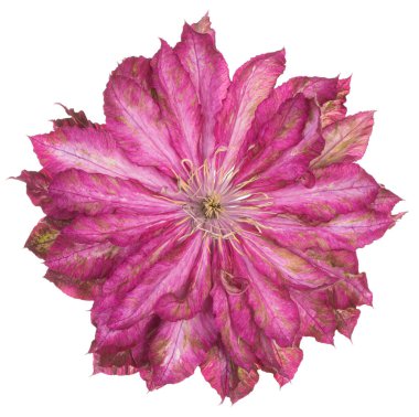 Fuchsia Stüdyosu Renkli Clematis Çiçeği Beyaz Arkaplanda İzole Edildi. Geniş Alan Derinliği (DOF). Makro. Yakın plan..