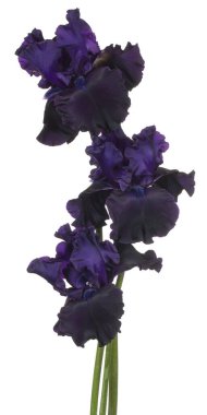 Indigo Renkli Iris Flowers 'ın Stüdyo Çekimi Beyaz Arka plan' da izole edildi. Geniş Alan Derinliği (DOF). Makro. Yakın plan..