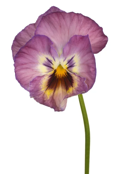 Studio Shot Pink Barevné Pansy Flower Izolované Bílém Pozadí Velká — Stock fotografie