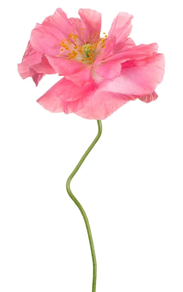 Studio Shot Pink Colored Poppy Flower Isolated White Background Large — Stock Photo, Image