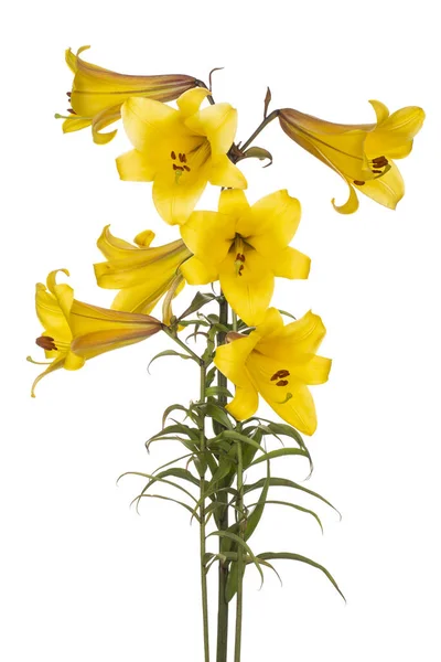 Studio Girato Giglio Giallo Fiori Colorati Isolato Sfondo Bianco Ampia — Foto Stock