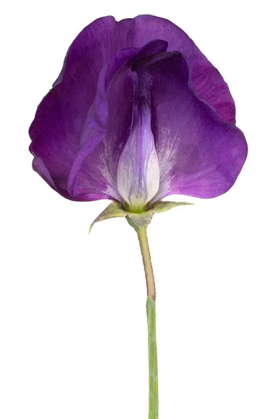 Studio Shot Purple Colored Sweet Pea Flower Aislado Sobre Fondo —  Fotos de Stock