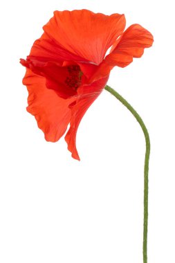 Portakal Renkli Gelincik Çiçeği Stüdyosu Beyaz Arkaplanda İzole Edildi. Geniş Alan Derinliği (DOF). Makro. Yakın plan..