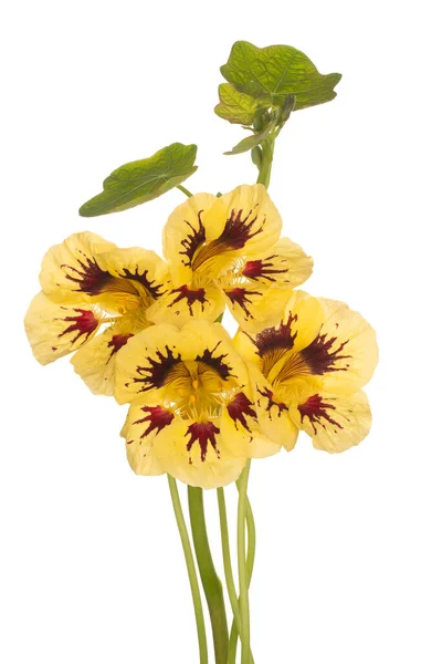 Studio Shot Yellow Colored Nasturtium Flowers Isolated White Background Large — Stock Photo, Image