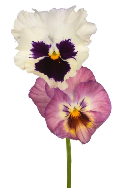 Studio Shot White Magenta Színes Pansy Flowers Elszigetelt Fehér Háttér — Stock Fotó