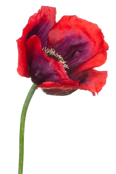 Kırmızı Mor Renkli Gelincik Çiçeğinin Stüdyo Çekimi Beyaz Arka Planda - Stok İmaj