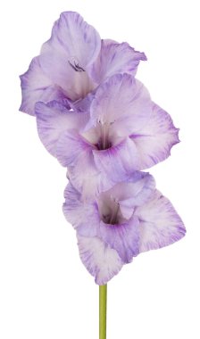 Beyaz arka plan üzerinde izole mavi renkli Glayöl çiçek stüdyo çekim. Büyük derinlik-in tarla (Dof). Makro. Yakın çekim.