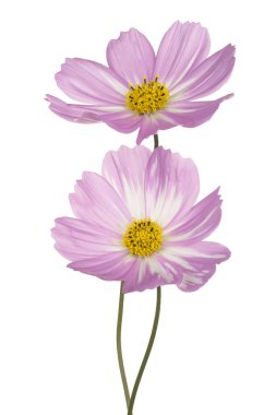 Pembe Kozmos Çiçekleri 'nin Stüdyo Çekimi Beyaz Arkaplanda İzole Edildi. Geniş Alan Derinliği (DOF). Makro. Yakın plan..