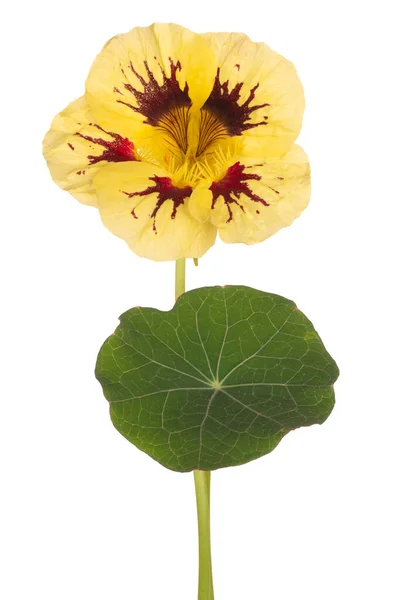 Studio Shot Του Κίτρινου Χρώματος Nasturtium Λουλούδι Απομονώνονται Λευκό Φόντο — Φωτογραφία Αρχείου