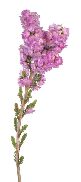 Estúdio Tiro Flores Calluna Coloridas Cor Rosa Isolado Fundo Branco — Fotografia de Stock