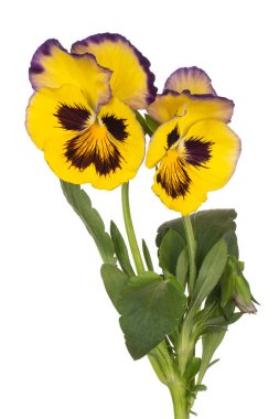 Sarı Renkli Pansy Çiçeği 'nin Stüdyo Çekimi Beyaz Arkaplanda İzole Edildi. Geniş Alan Derinliği (DOF). Makro. Yakın plan..