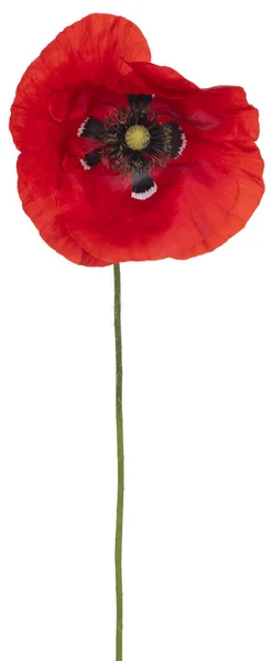 Studio Shot Red Colored Poppy Flower Isolado Fundo Branco Grande — Fotografia de Stock