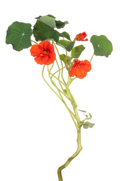 Studio Shot Van Rood Gekleurde Nasturtium Bloem Geïsoleerd Witte Achtergrond — Stockfoto