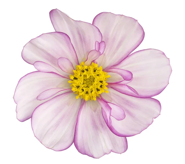Studio Shot Magenta Kolorowy Kosmos Kwiat Izolowany Białym Tle Duża — Zdjęcie stockowe