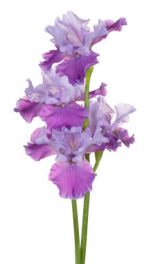 Mavi Renkli Iris Flowers 'ın Stüdyo Çekimi Beyaz Arkaplanda İzole Edildi. Geniş Alan Derinliği (DOF). Makro. Yakın plan..