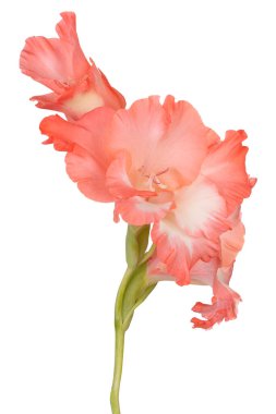 Kırmızı Renkli Gladiolus Çiçeği 'nin Stüdyo Çekimi Beyaz Arkaplanda İzole Edildi. Geniş Alan Derinliği (DOF). Makro. Yakın plan..