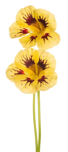 Studio Shot Yellow Colored Nasturtium Flowers Isolé Sur Fond Blanc — Photo